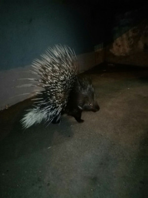На Кряжу в Самаре ночью гулял дикобраз Горожане смогли сфотографировать животное.
