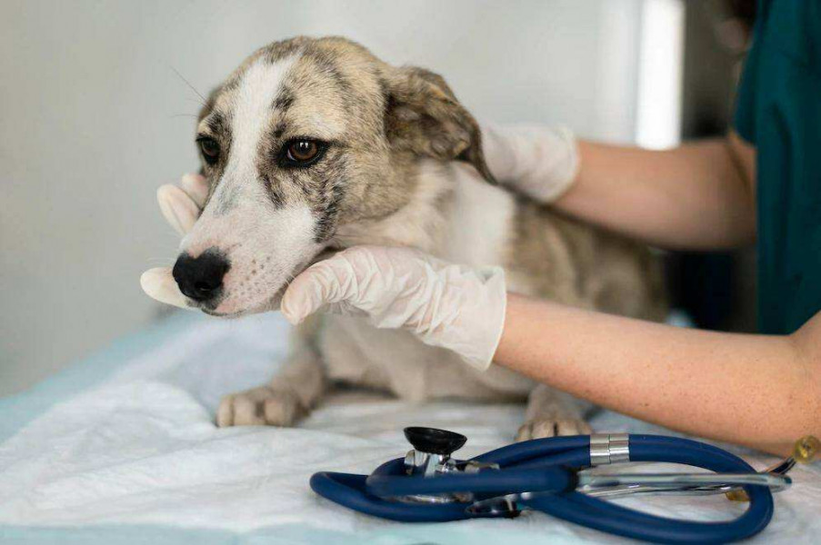 Ветеринар рассказал о признаках простуды у собак