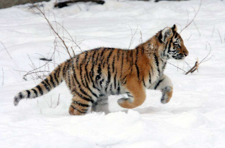 В Рязанской области поймали сбежавшую из частного дома тигрицу