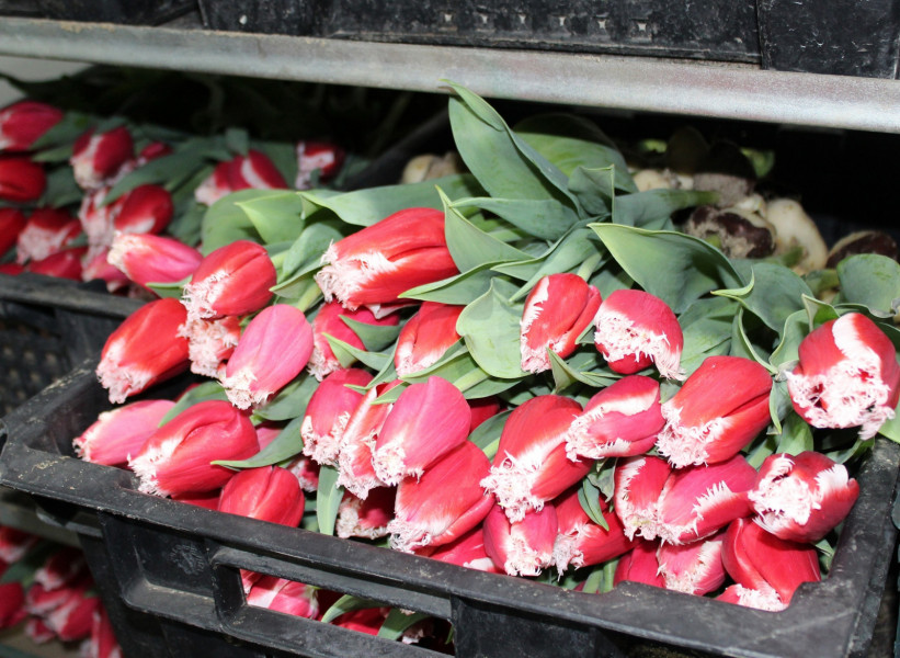 Почти 85 тысяч тюльпанов вырастили в Безенчукском районе для прекрасной половины