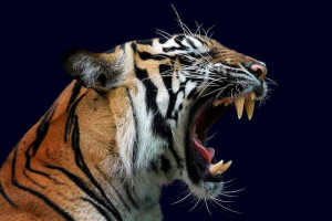 Эксперт Колпак заявил, что тигр мог напасть на рабочего в Хабаровском крае из-за тяжелой болезни.