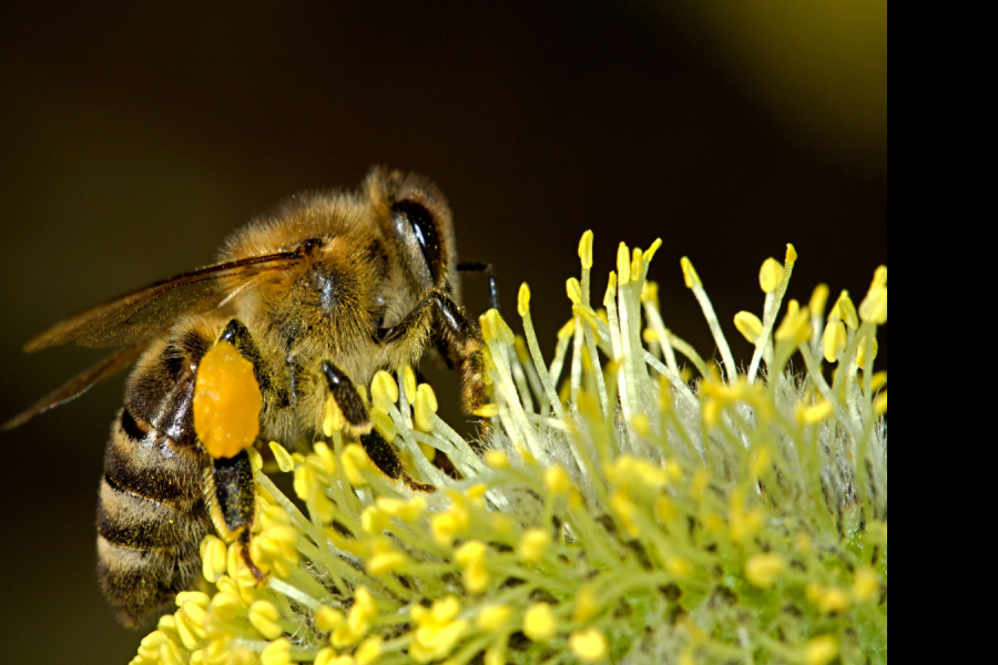 Над пчелами Самарской области нависла угроза