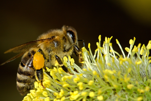 Над пчелами Самарской области нависла угроза