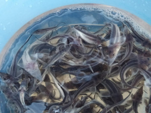 "Тольяттикаучук" выпустил в Куйбышевское водохранилище мальков ценной породы рыбы