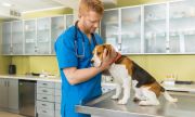 Выбор ветеринарной клиники: как не ошибиться