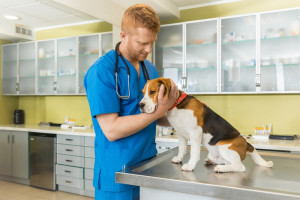 Выбор ветеринарной клиники: как не ошибиться