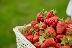 Как рассказала нутрициолог, покупка клубники у бабушки с рук не гарантирует качество ягоды.