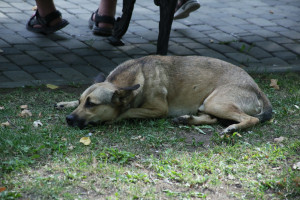 В Самарской области за неправильный выгул собак будут штрафовать