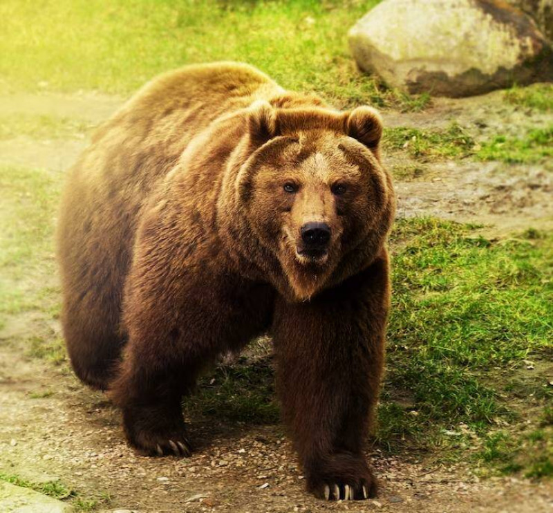 В Ишимбайском районе Башкирии медведица напала на местную жительницу 