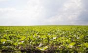 Ученые Самарского университета создают сельскохозяйственную систему способную выявлять сорняки