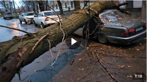 На улице Ерошевского в Самаре дерево упало сразу на два автомобиля