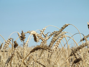 В правительстве одобрили запрет экспорта твердой пшеницы и квоты на зерно