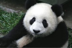 После 10 лет жизни в Великобритании две панды вернутся в Китай