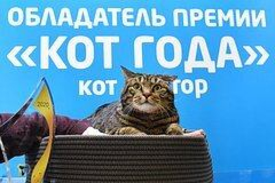 Умер знаменитый кот, которого российская авиакомпания не пустила в салон самолета из-за перевеса
