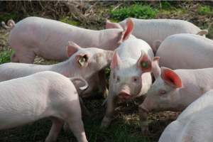 Индия возобновила закупки российской свинины впервые за 3,5 года