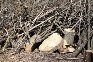 В Красноглинском районе Самары планируют вырубить 500 деревьев