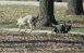 В Сызрани совершено нападение на ловцов собак, но уголовное дело не возбуждено