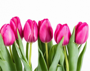Эксперты назвали самые популярные цветы на 8 Марта