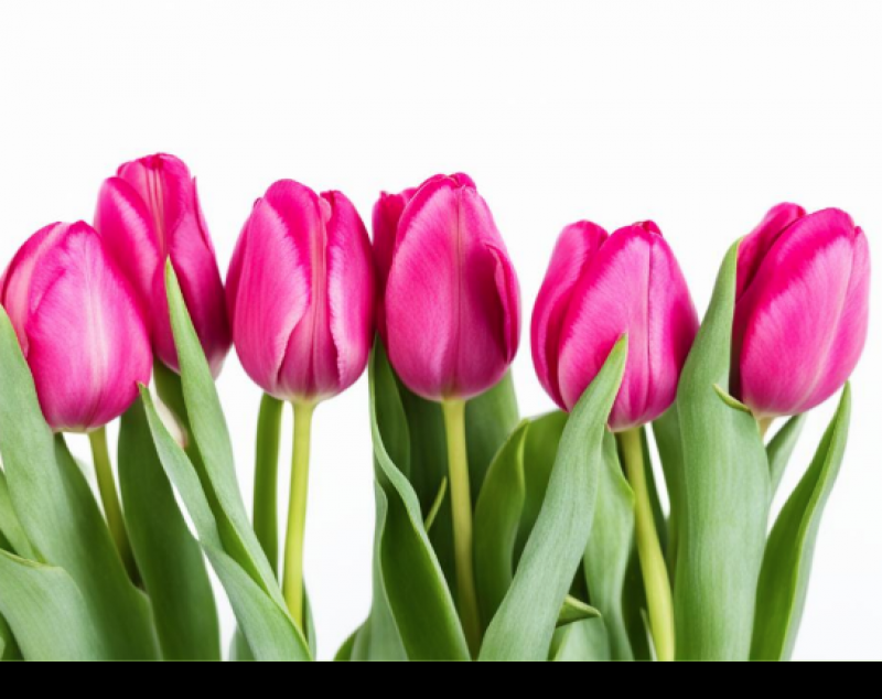 Тюльпаны и выспаться: что хотят женщины из Самары на 8 марта