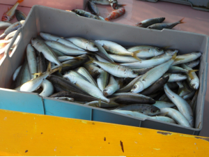 Издание Daily Mail ранее писало, что за один только 2023 год в Баренцевом море британские рыбаки выловили "колоссальное" количество трески — более 566 тысяч тонн.