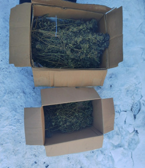 Коробки с травой изъяли у сельчанина в Приволжском районе
