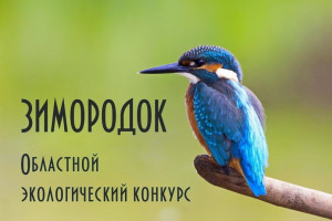 26 марта 2024 года стартует Областной эко-конкурс "Зимородок"