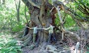200-летняя белая ива из нацпарка "Самарская Лука" стала одним из самых старых деревьев страны