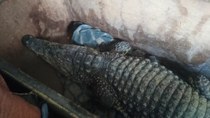 Самарские таможенники не позволили незаконно вывезти в Казахстан живого крокодила