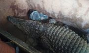 Самарские таможенники не позволили: крокодила по кличке Бакс пытались незаконно вывезти в Казахстан