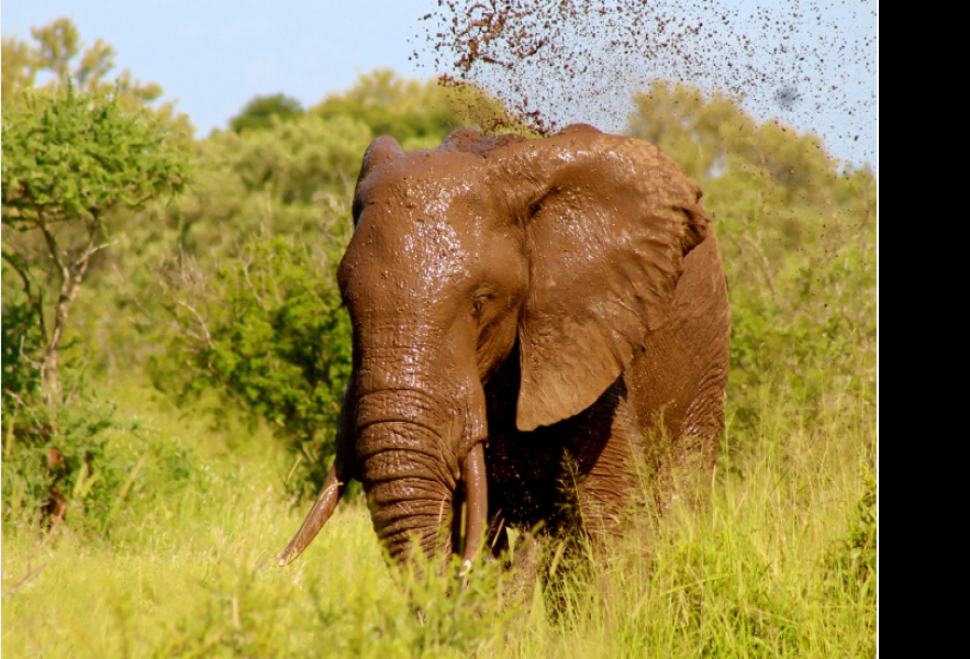 Слон перевернул автомобиль с туристами во время сафари в Замбии, погибла женщина