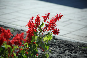 В Самаре на городской набережной высадят цветы на 6 млн рублей