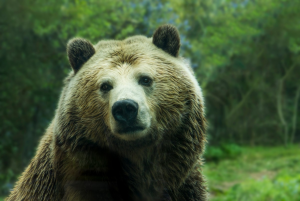 В сумке летевшей из России китаянки нашли 1,5-метровый ковер из шкуры медведя