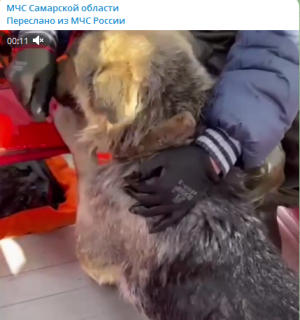 В Самарской области в селе в половодье спасли собаку