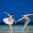 Солисты балета самарского театра стали лауреатами конкурса "Арабеск"