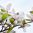 Самарский ботсад радует гостей цветением: фото