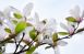 Самарский ботсад радует гостей цветением: фото