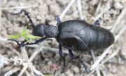 Самарский зоопарк просит сообщать о жуках-майках