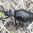 Самарский зоопарк просит сообщать о жуках-майках