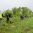 «Сад Памяти» возле стадиона «Солидарность Самара Арена» пополнился еще 102 деревьями