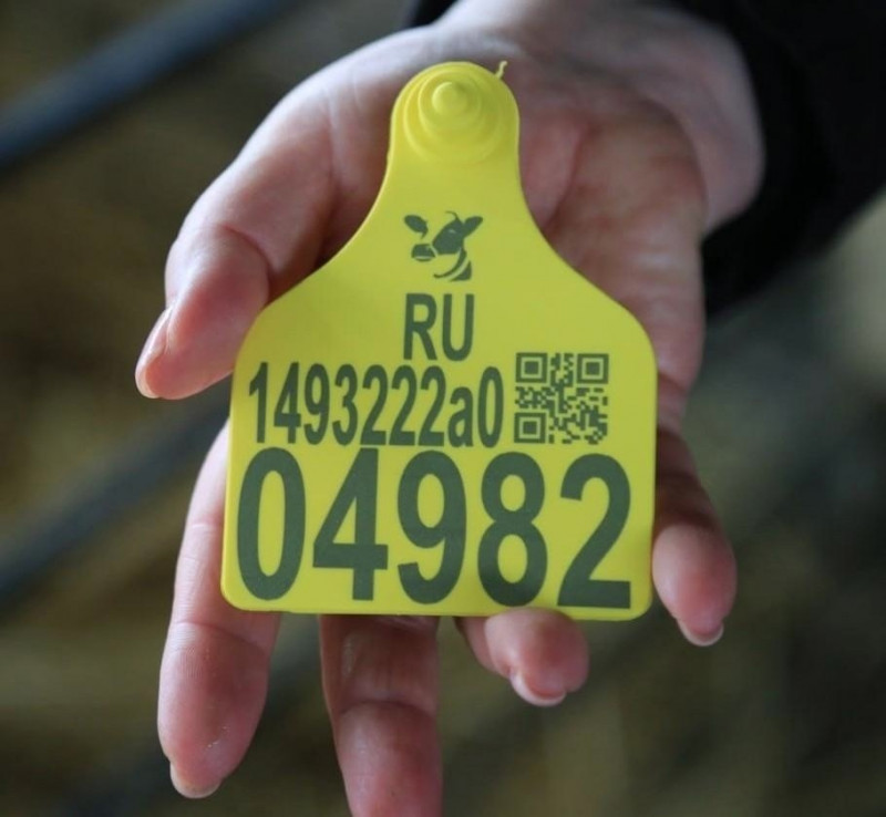 С 1 марта 2024 года в России введена обязательная маркировка сельскохозяйственных животных
