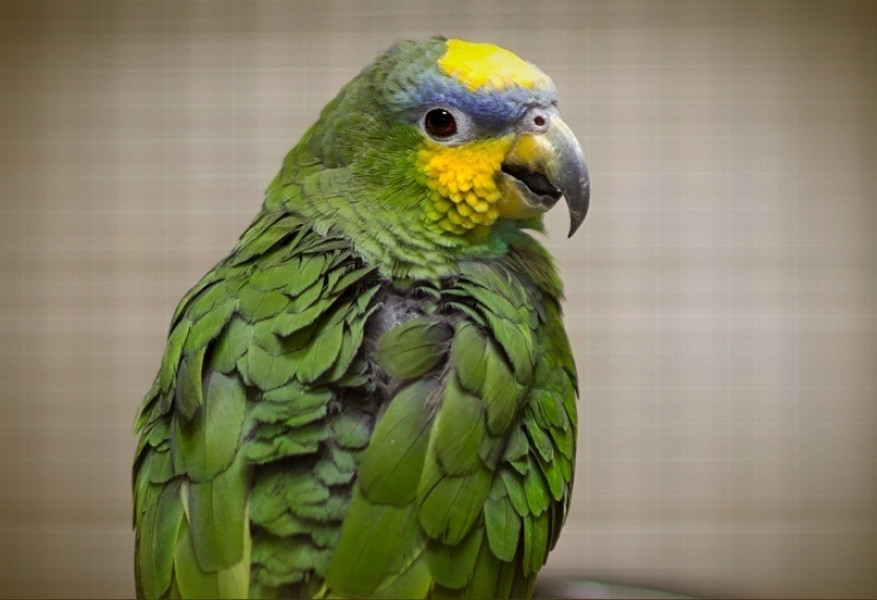 Самарцам в зоопарке расскажут о попугаях