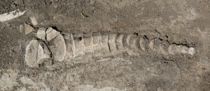 В Самарской области нашли кости древнего морского ящера