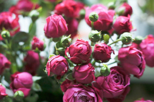 Этой весной в Самаре выбирали розы и пионы
