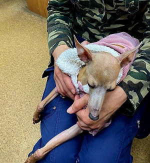 Тольяттинке помогли вернуть собаку левретку, о которой она заботилась