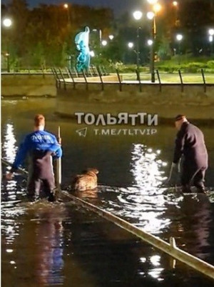 В сквере в Тольятти собака застряла в фонтане