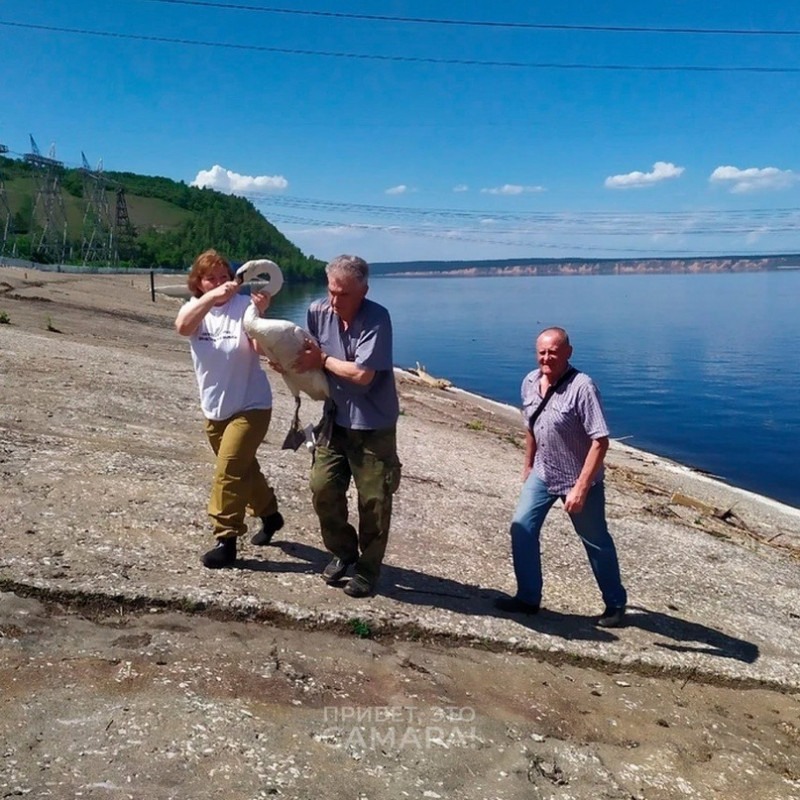 На Жигулевской ГЭС спасли лебедя
