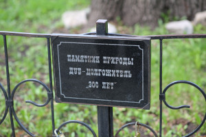 В парке Гагарина в Самаре упал трехсотлетний дуб
