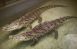 самарцев приглашают в зоопарк на Всемирный день крокодила
