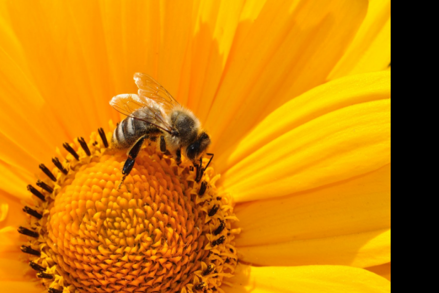 Врач: укусы ос и пчел могут быть не только болезненными, но и действительно опасными для здоровья