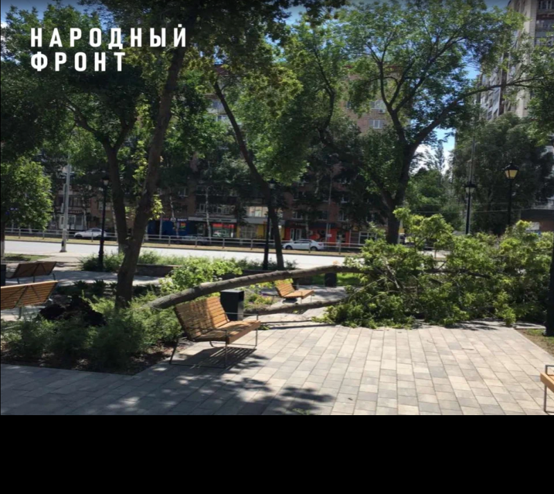 В сквере на Ново-Садовой при проведении работ по благоустройству в 2023 году были повреждены стволы и корни деревьев